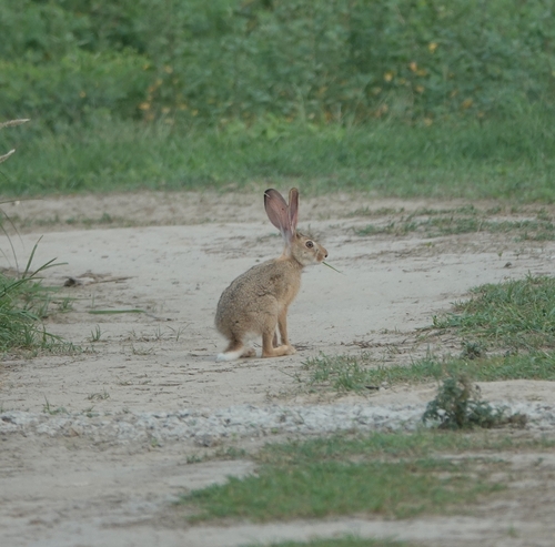 Indian Hare