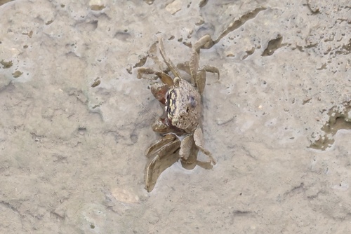 Parasesarma affine