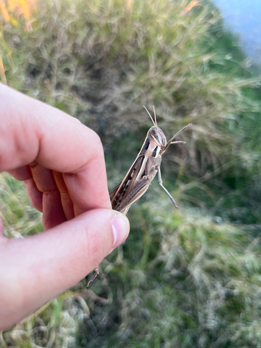 Spur-throated Locust