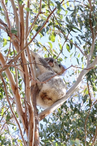 Koala