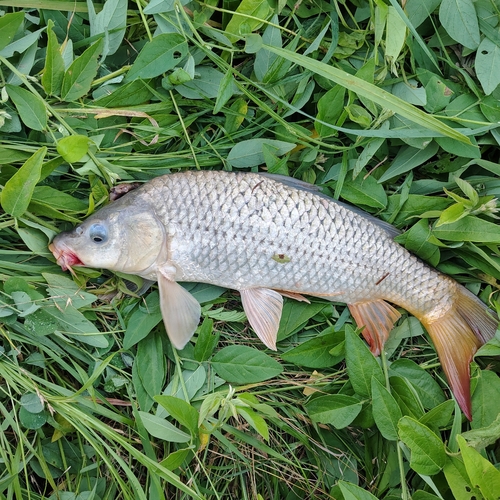 European Carp