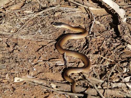 Black-naped Hooded Snake sighting