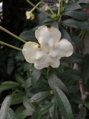 Image of Brunfelsia undulata