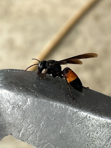 Lesser Banded Hornet