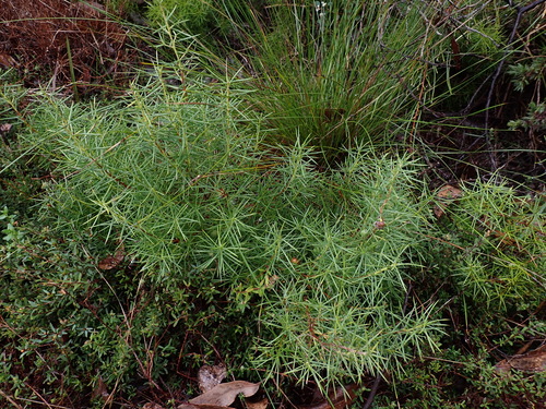Prickly Geebung