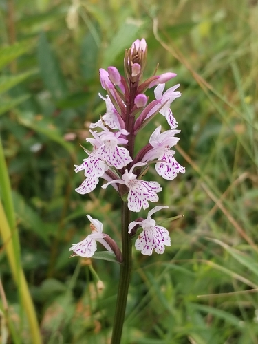 heath spotted orchid