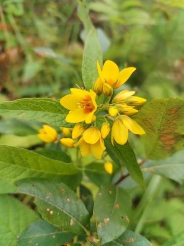 Yellow Loosestrife
