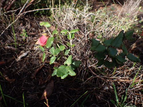 Common Correa