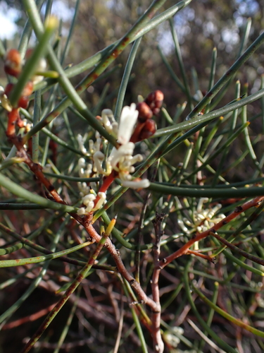 Beaked Hakea