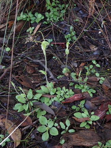 dwarf greenhood