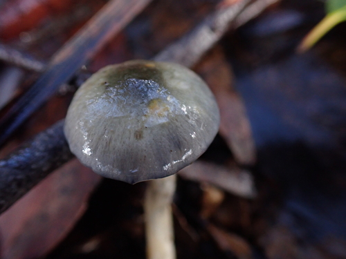 elegant blue webcap
