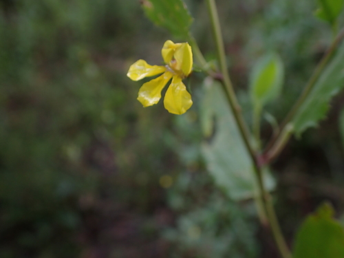 hop goodenia