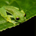 Emerald Glass Frog - Photo (c) Sebastian Vieira-Uribe, all rights reserved, uploaded by Sebastian Vieira-Uribe