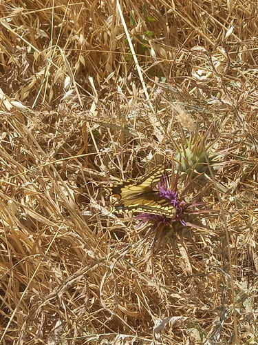 Old World Swallowtail