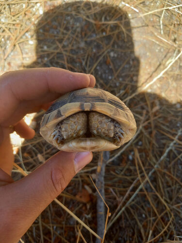 Marginated Tortoise