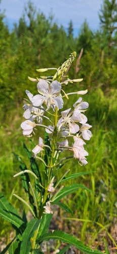 fireweed