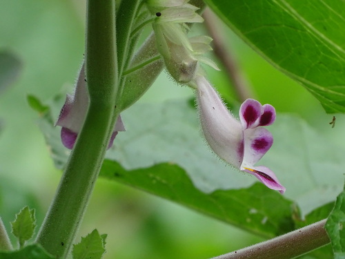 Cat's Claw