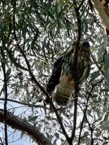 Australian Boobook
