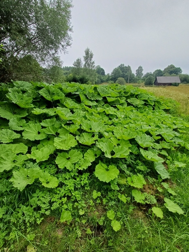 Common Butterbur