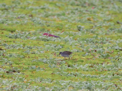 White-browed Crake