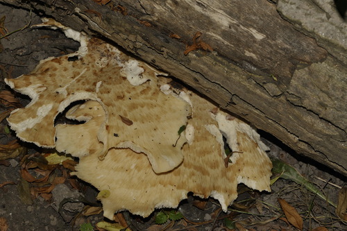 Żagiew Łuskowata