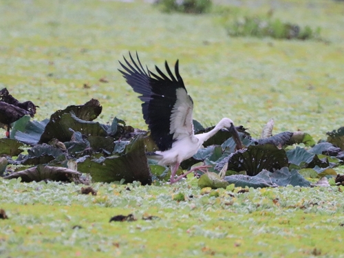 Asian Openbill