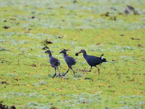 Gray-headed Swamphen