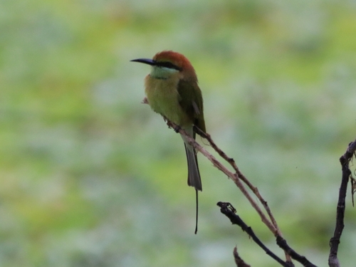 Asian Green Bee-eater