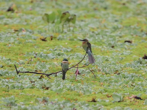 Blue-tailed Bee-eater