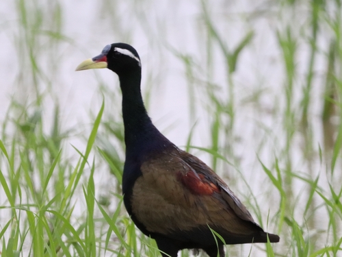 Bronze-winged Jacana