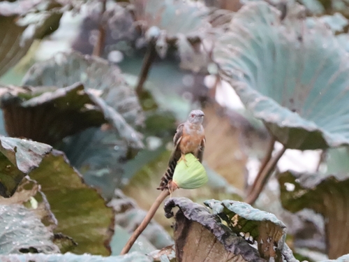 Plaintive Cuckoo