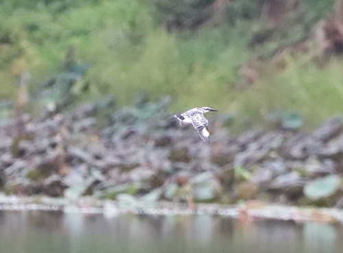 Pied Kingfisher