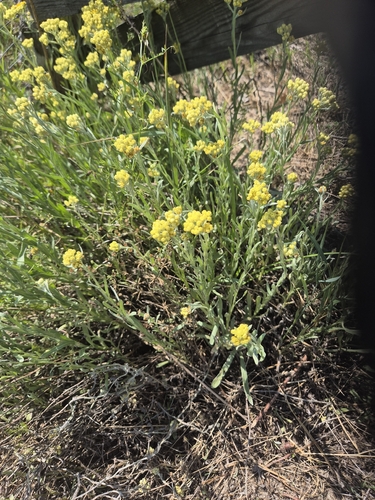 Helichrysum arenarium arenarium