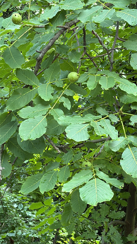 Persian walnut