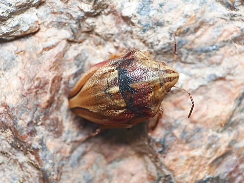 Large purple streaked shieldbug