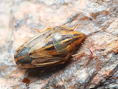 Aelia rostrata