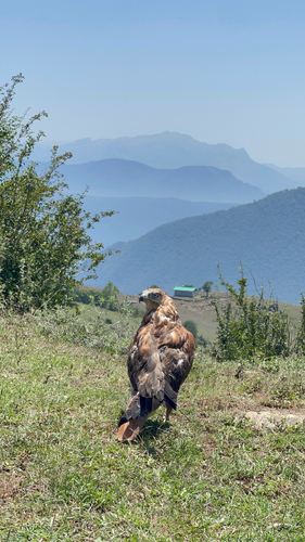 Long-legged Buzzard