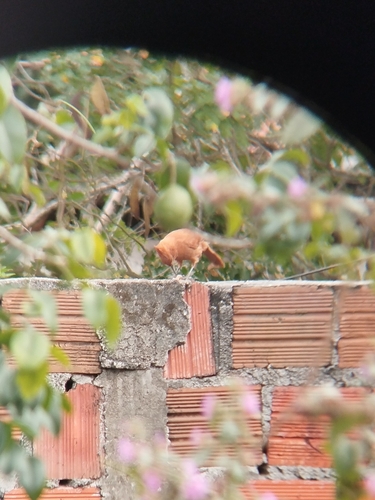 Caatinga Cacholote
