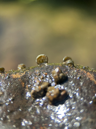 iNaturalist observation photo of Nostococladius