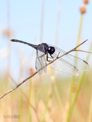Black Percher