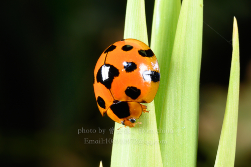 Giant Bamboo Ladybird