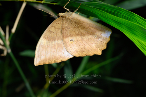 Common Duffer