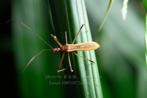 Euagoras plagiatus