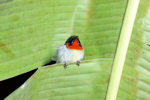 Fork-tailed Sunbird