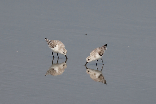 Sanderling