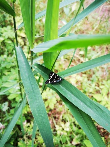Scarlet Tiger