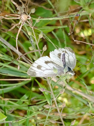 Green-veined White