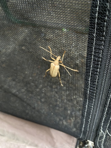 iNaturalist observation photo of Yellow Douglas-fir Borer