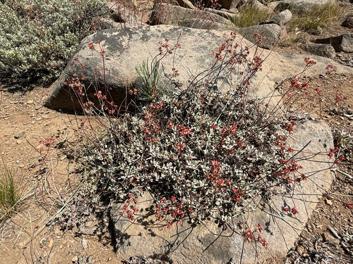 iNaturalist observation photo of marumleaf buckwheat
