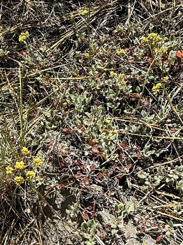 iNaturalist observation photo of Oligogonum